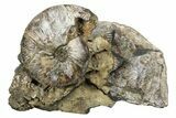 Cretaceous Ammonite (Craspedodiscus) Fossil #243284-1